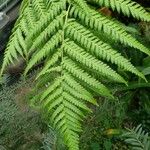 Dicksonia antarctica 葉