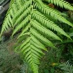 Dicksonia antarctica Leaf