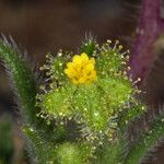 Hemizonella minima Flower