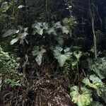 Anthurium obtusilobum Habit