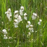 Eriophorum latifolium 果実