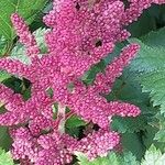 Astilbe macroflora Flower