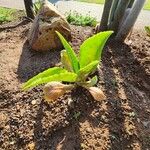 Kalanchoe gastonis-bonnieri Alkat (teljes növény)