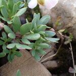 Ranunculus glacialis Leaf