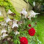 Aquilegia nigricans Cvet