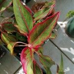 Aglaonema commutatumBlad