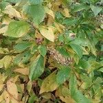 Clethra alnifolia Hoja