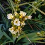 Sisyrinchium striatum Flower