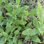 Silene noctiflora Levél