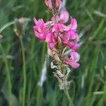 Onobrychis arenariaFlower