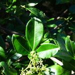 Zanthoxylum asiaticum पत्ता