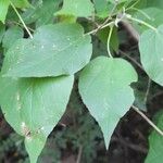 Wissadula densiflora Leaf