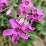 Oxalis debilis 花