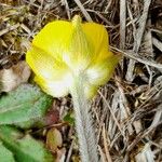 Ranunculus paludosus Květ