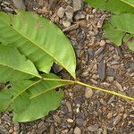 Anthocarapa nitidula Habit