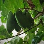 Pongamia pinnata Fruit