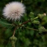 Sonchus asperFlower