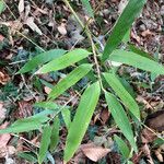 Phyllostachys sulphurea Folha