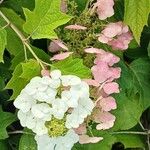 Hydrangea quercifolia Flower