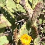 Opuntia littoralis Lapas