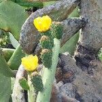 Opuntia ficus-indicaFlower