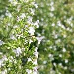 Thymus vulgarisBlüte