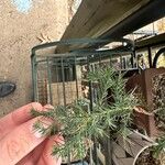 Juniperus chinensisFuelha