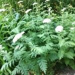 Tanacetum macrophyllum Blad