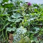 Silybum marianum Habitus