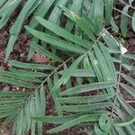 Zamia integrifolia 葉