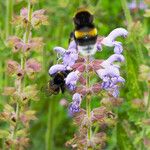 Salvia candelabrum Flor