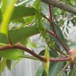 Cunonia capensis Blomma