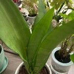 Dracaena trifasciataBlad