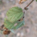 Waltheria indica Folla