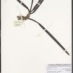 Ancistrorhynchus ovatus Otro