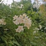 Solanum bonariense Flower