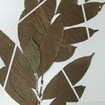 Trichilia surinamensis Beste bat