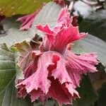 Corylus maxima Fiore