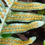 Polypodium vulgare Fruchs