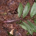 Pharus latifolius Habit