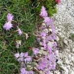 Dianthus sternbergii Habitus