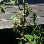 Solanum lycopersicum Vili