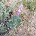 Moricandia moricandioides Hoja