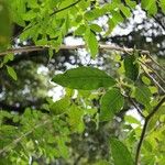 Hibiscus boryanus Ліст