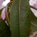 Rhododendron davidsonianum Levél