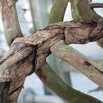Angraecum sesquipedale Bark
