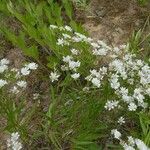 Solidago ptarmicoides Hábito