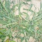 Paspalum scrobiculatum Ліст