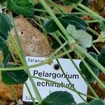 Pelargonium echinatum Övriga