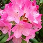 Rhododendron ferrugineumKvět